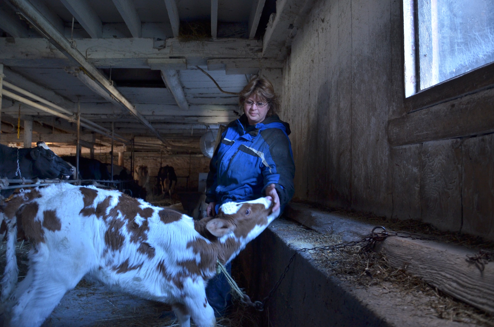 Carol French on her dairy farm, taking care of her milk cows. (Image: Dimiter Kenarov)