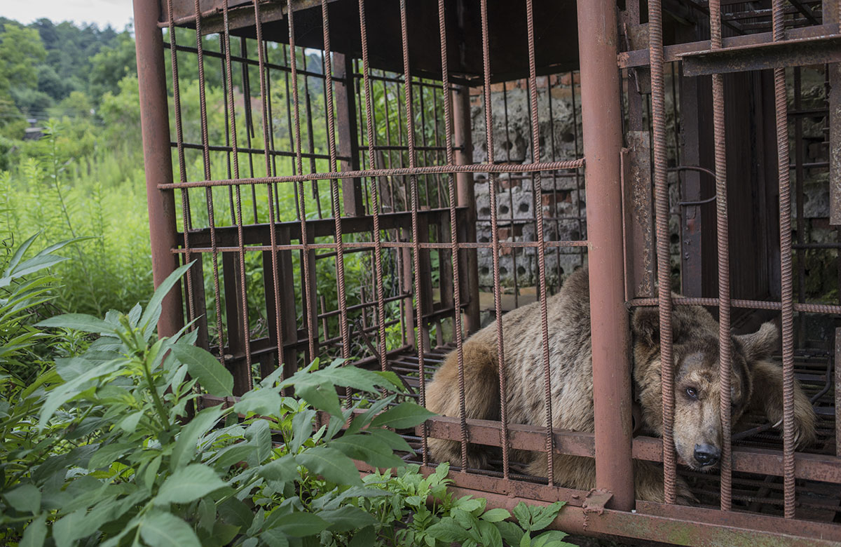 A bear being held in captivity for 14 years is the main attraction of a traditional Abkhaz restaurant near Sukhumi