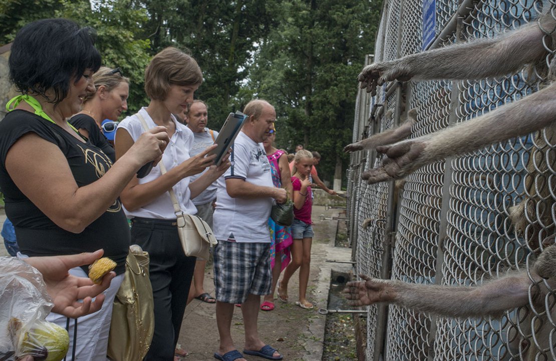 Tourists view and photograph monkeys in cages at the Institute of Experimental Pathology and Therapy in Sukhumi