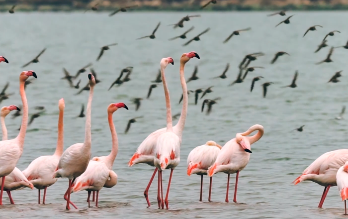flamingos photo