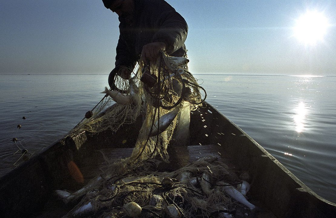Herring fishing, Sfantu Gheorghe